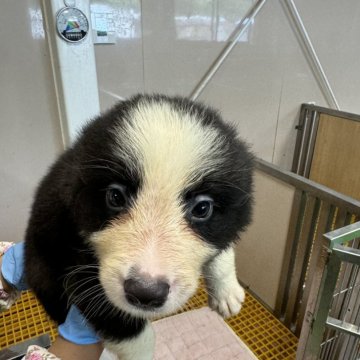 ボーダーコリー【岐阜県・女の子・2024年5月22日・ブラック&ホワイト】の写真「おとなしい女の子です。」