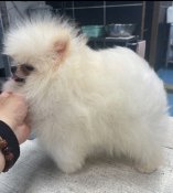 ポメラニアン【・男の子・2022年10月25日・WHITE】