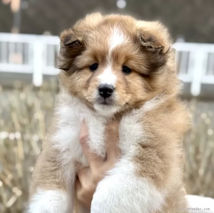 ID：2501-04212の子犬