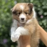 シェットランドシープドッグ