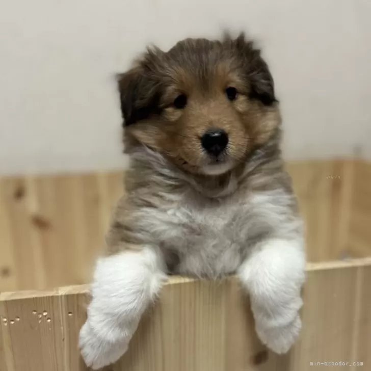 ID：2408-01210の子犬
