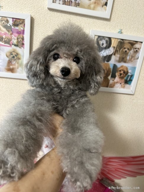 ママ犬｜梅畑　美恵(うめはた　みえ)ブリーダー(愛知県・トイプードル・JKC登録)の紹介写真3