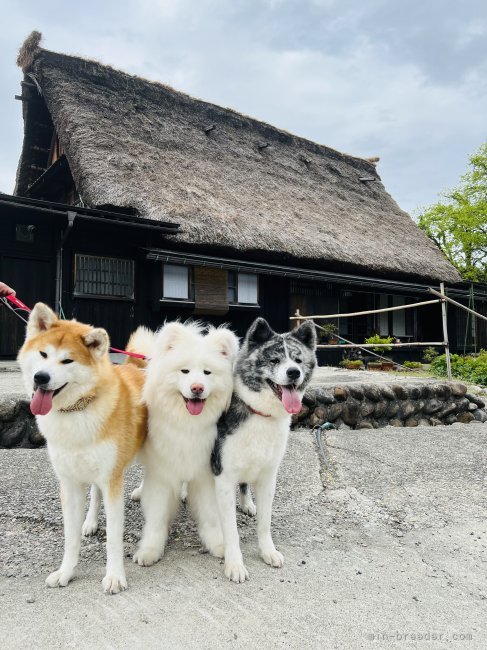 長坂　智美(ながさか　ともみ)ブリーダー(愛知県・フレンチブルドッグなど・JKC/秋田犬保存会登録)の紹介写真1