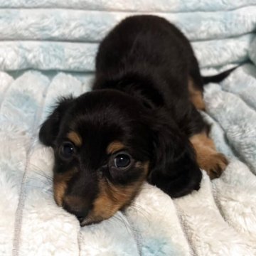 ミニチュアダックスフンド(ロング)【愛知県・女の子・2025年10月14日・ブラックタン】の写真「マイペースさん」