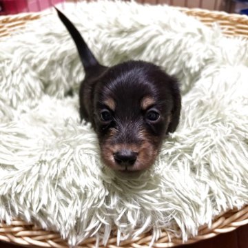 ミニチュアダックスフンド(ロング)【愛知県・男の子・2025年10月14日・ブラックタン】の写真「元気な子です」