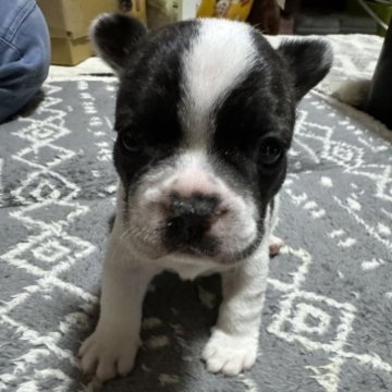 フレンチブルドッグ【愛知県・男の子・2024年1月13日・パイド】の写真「お母さん似のパイドの男の子です」