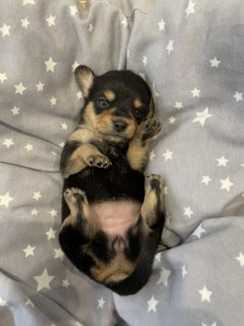 チワックス【愛知県・女の子・2021年4月27日・ブラックタンホワイト】の写真「離乳食を開始し母乳と両方ですくすく成長中」