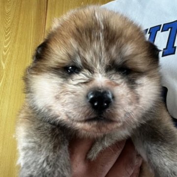 秋田犬【愛知県・女の子・2023年1月3日・赤】の写真「長毛の女の子です」