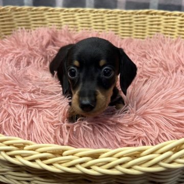 ミニチュアダックスフンド(スムース)【愛知県・男の子・2024年9月9日・ブラック】の写真「尻尾の先端が曲がってます。
写真3枚目参照」