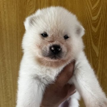 秋田犬【愛知県・男の子・2022年12月31日・白】の写真「白毛短毛の男の子です」