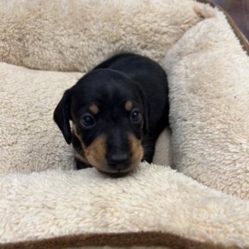 ミニチュアダックスフンド(スムース)【愛知県・男の子・2023年11月16日・ブラックタン】の写真「スムースの男の子」