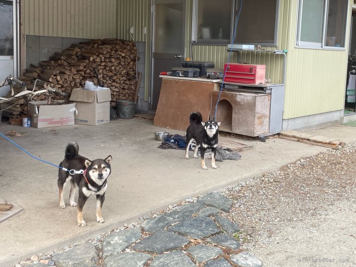 木幡　勝美(こはた　かつみ)ブリーダー(宮城県・柴犬など・JKC/日本犬保存会/KC登録)の紹介写真5