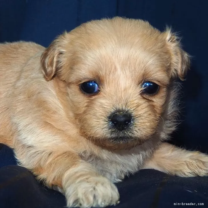 ID:2501-07860の子犬