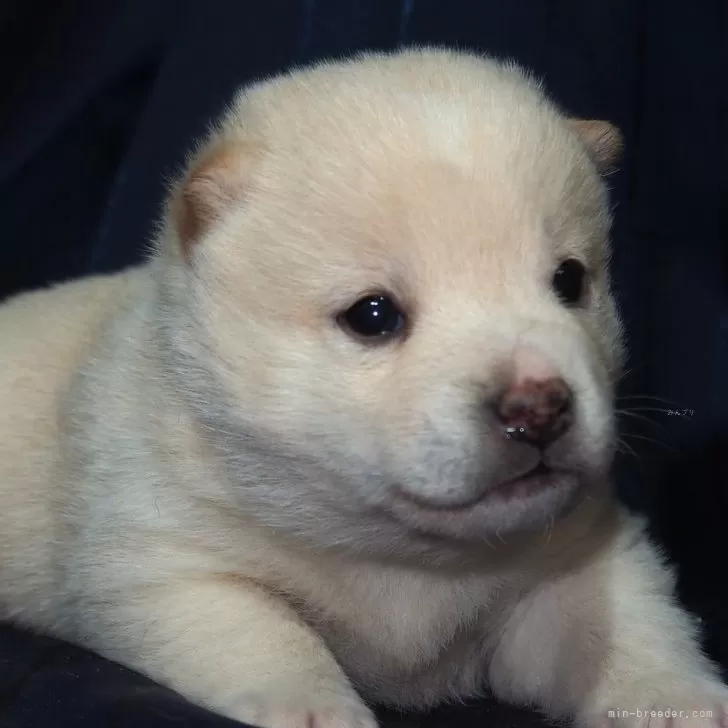 ID:2501-05686の子犬