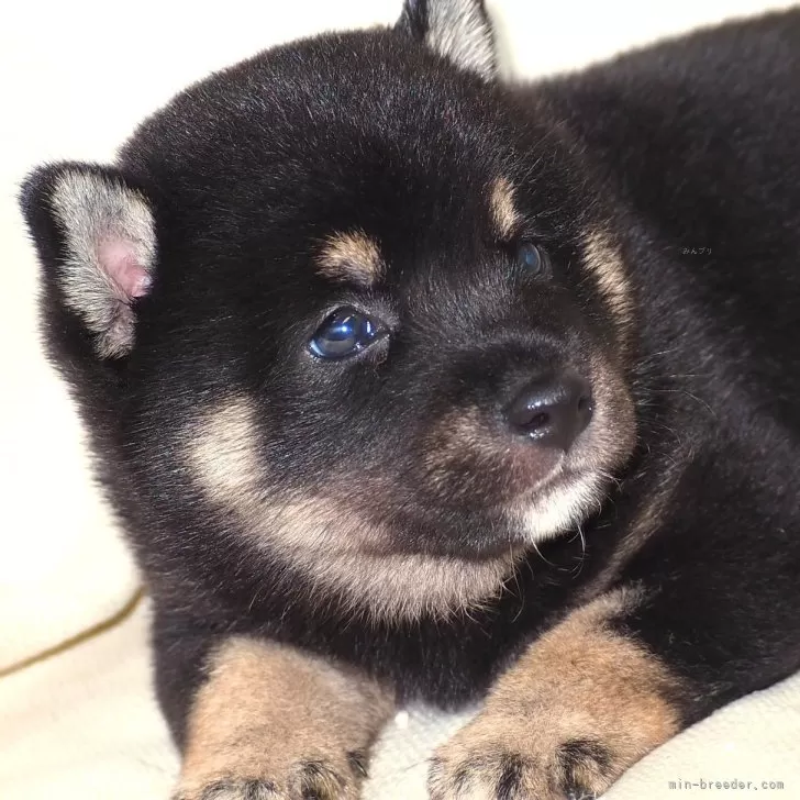 ID:2508-00081の子犬