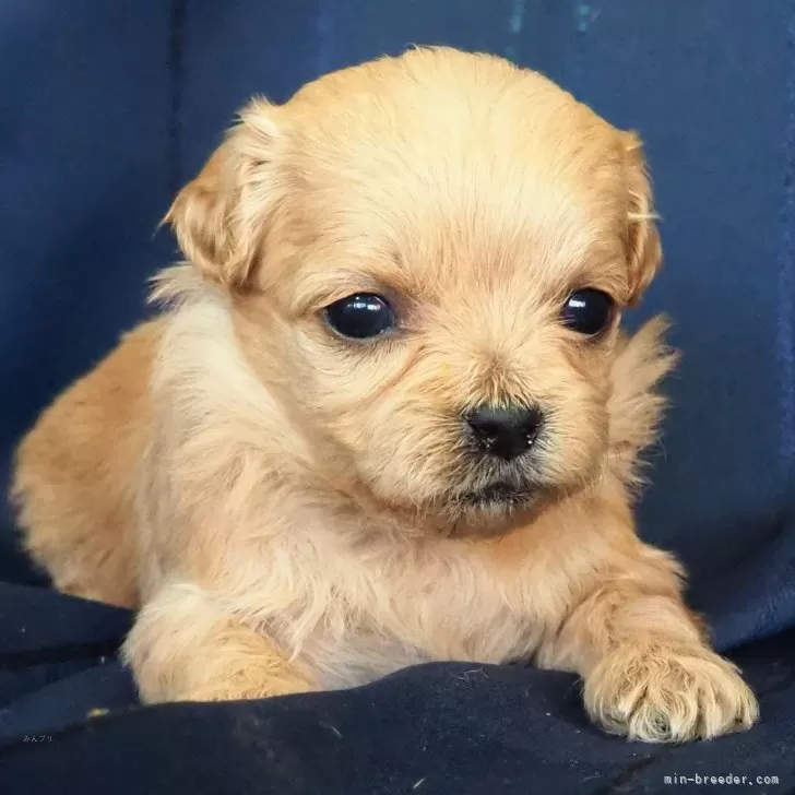 ID:2501-07861の子犬