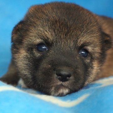柴犬(標準サイズ)【宮城県・男の子・2025年8月10日・胡麻】の写真「健康でしっかりした体躯でおっとりした性格。」