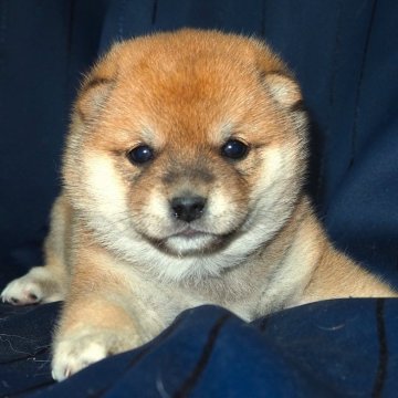 柴犬(豆柴)【宮城県・男の子・2025年2月8日・赤】の写真「健康でしっかりした体躯の大人しい性格。」