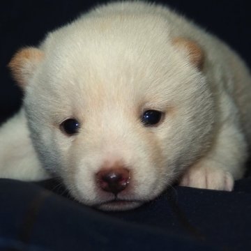 柴犬(標準サイズ)【宮城県・女の子・2024年12月9日・白】の写真「健康でしっかりした体躯の大人しい性格。」