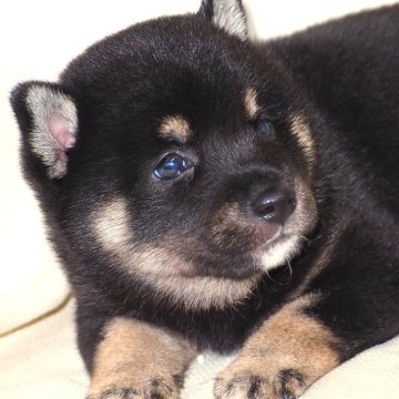 柴犬(標準サイズ)【宮城県・男の子・2025年6月14日・黒】の写真「健康でしっかりした体躯の大人しい性格。」