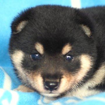 柴犬(標準サイズ)【宮城県・男の子・2025年6月14日・黒】の写真「しっかりした体躯の大人しい性格。」