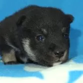 豆柴