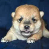 柴犬(標準サイズ)