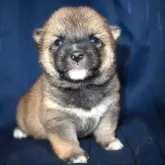 柴犬(標準サイズ)