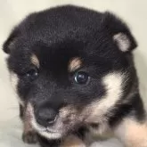 柴犬(標準サイズ)