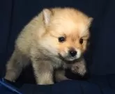 ポメラニアン【宮城県・男の子・2024年11月16日・オレンジ】の写真3