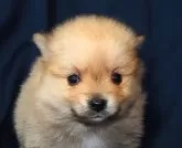 ポメラニアン【宮城県・男の子・2024年11月16日・オレンジ】の写真6