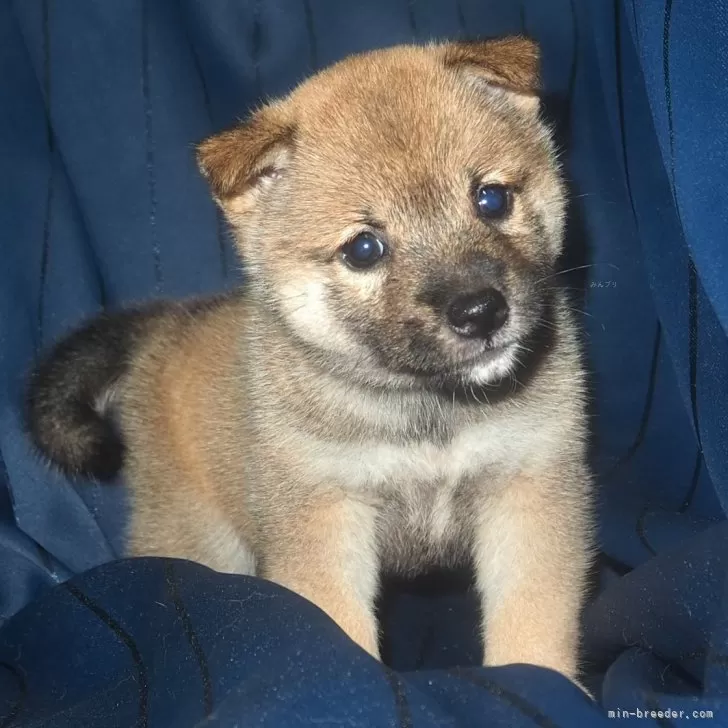 ID：2408-02168の子犬