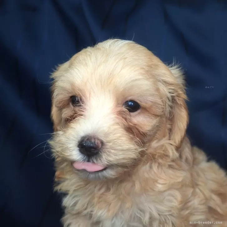 ID：2407-02735の子犬