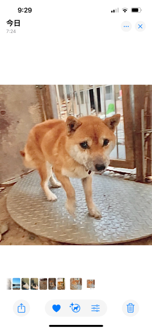 柴犬【・女の子・2022年2月28日・赤】