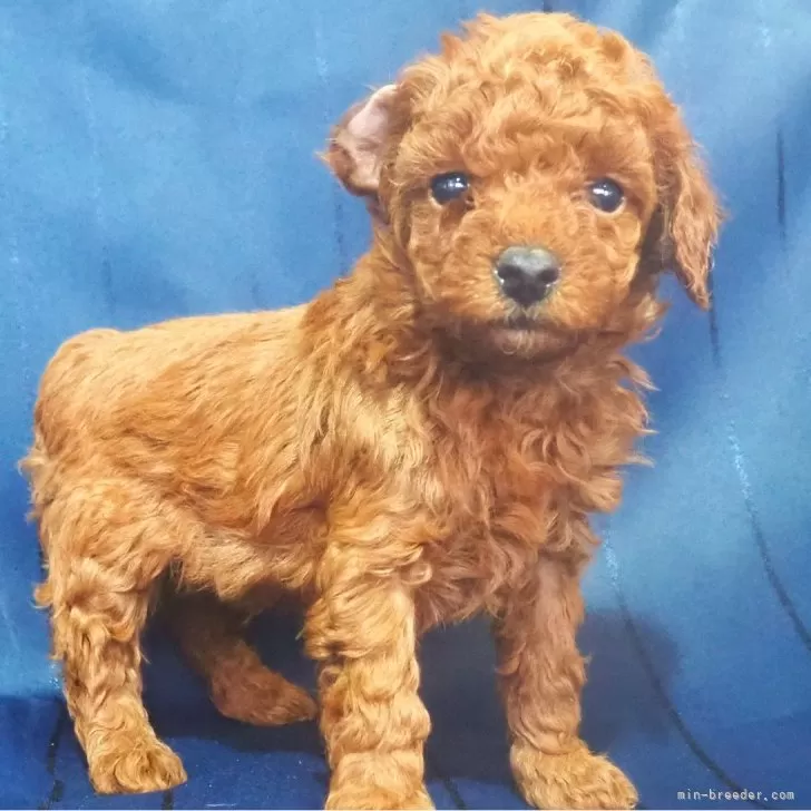 ID：2312-03086の子犬