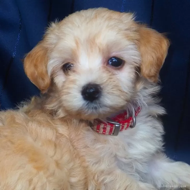 ID：2407-02742の子犬