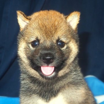 柴犬(豆柴)【宮城県・男の子・2024年7月19日・赤】の写真「健康でしっかりした体躯、元気で活発な性格。」