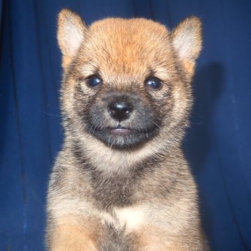 柴犬(豆柴)【宮城県・女の子・2024年7月19日・赤】の写真「極小タイプ」