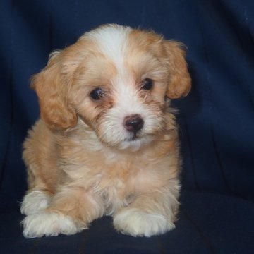 マルプー(マルチーズ×トイプードル)【宮城県・女の子・2024年6月2日・アプリコット】の写真「兄弟姉妹で一番小さ目な子。」