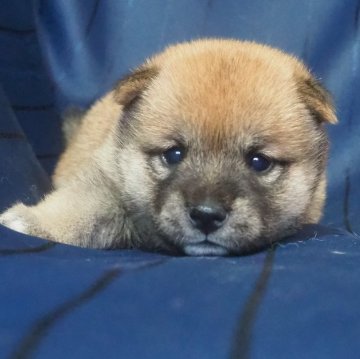 柴犬(豆柴)【宮城県・女の子・2023年6月11日・赤】の写真「両親共に豆柴です。活発なやんちゃ姫。」