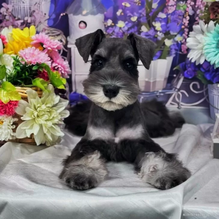 ID：2409-05005の子犬