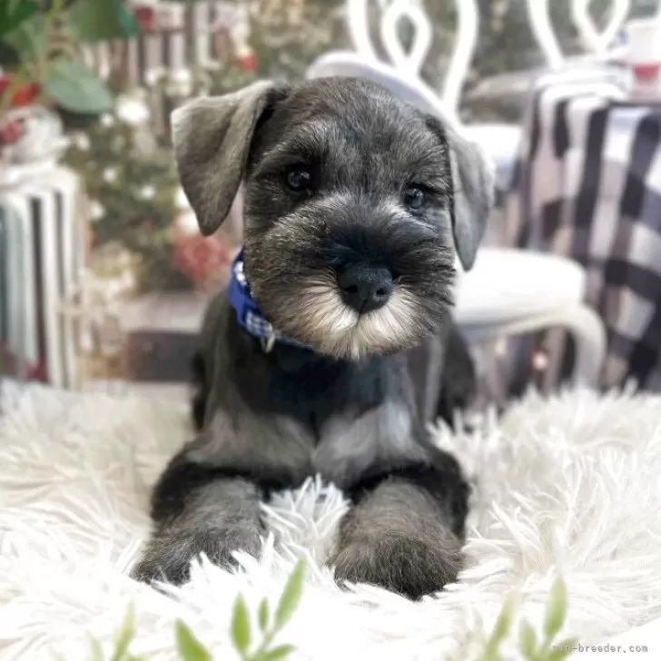 C.U 様のお迎えした子犬