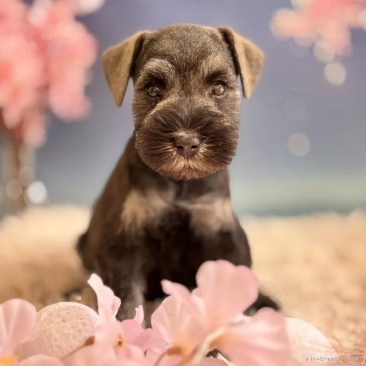 S.H 様のお迎えした子犬