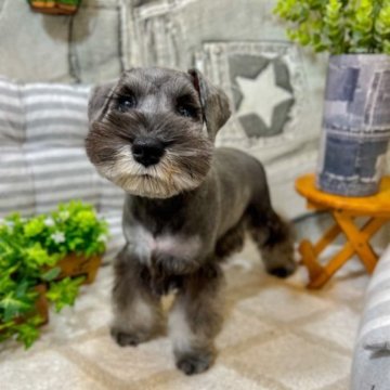 ミニチュアシュナウザー【静岡県・女の子・2023年3月27日・ソルト&ペッパー】の写真「血統最高！父親チャンピオンのシュナウザーSPです。」