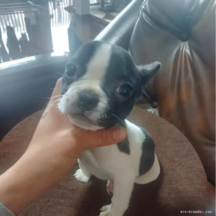とも 様のお迎えした子犬