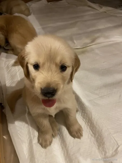 ID：2108-03246の子犬