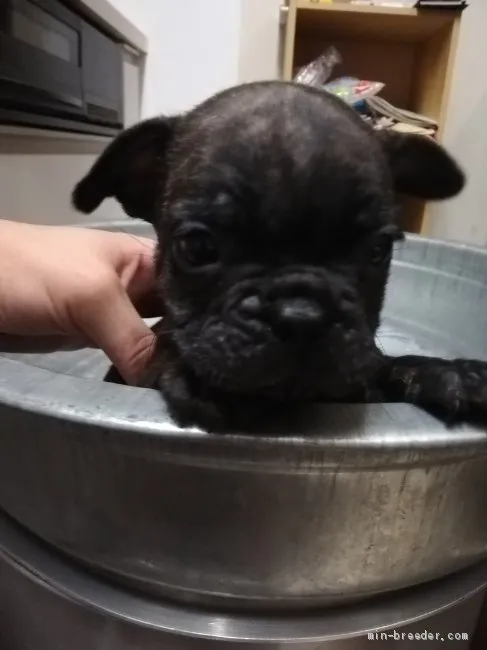 ID：2008-02018の子犬