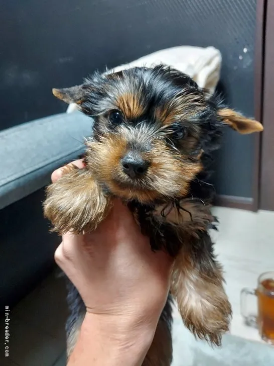 ID：2112-01176の子犬