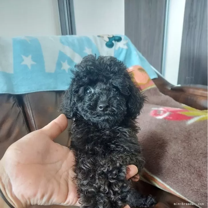 ID:2407-00014の子犬