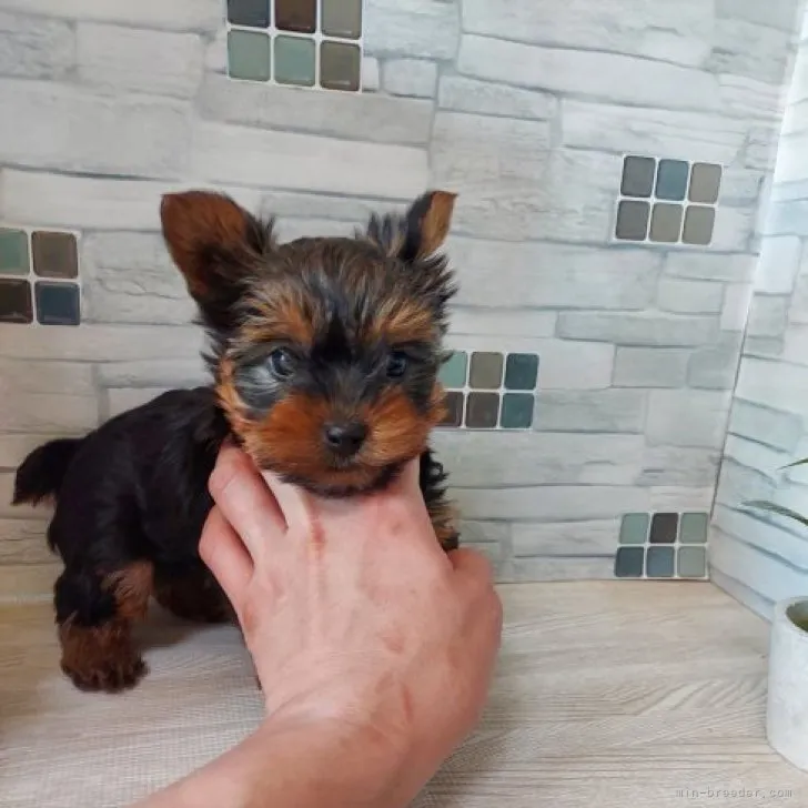 ID：2302-02086の子犬